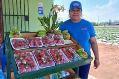 Ruta de las Hortalizas ofrece frutillas desde G. 30.000 el kilo