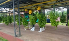 Bananeros de Guajayví alertan por pérdidas económicas