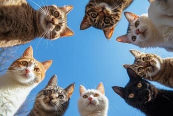 Escolta felina: michis siguieron a su dueña por la calle