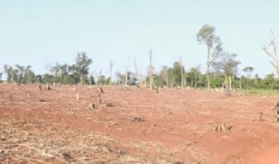 Detectan deforestación de más de 4.000 hectáreas en el Chaco