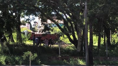 Ciudadanos presentan recurso de amparo para frenar tala de 100 árboles