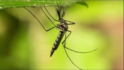Invasión de mosquitos aumenta tras lluvias y calor