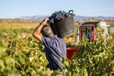 Convocan a paraguayos para empleo temporal en España
