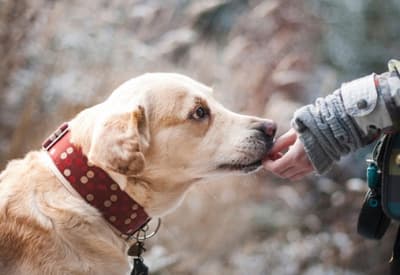 Día Mundial del Perro. Un día para consentir a nuestros peludos