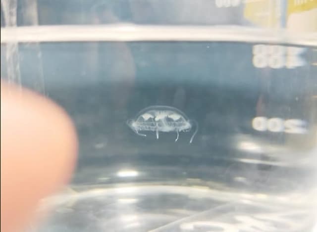 Primer registro de medusa de agua dulce en Paraguay