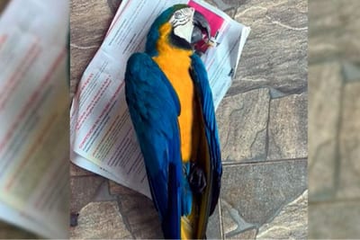 Guacamayo azul muere tras aparente descarga eléctrica