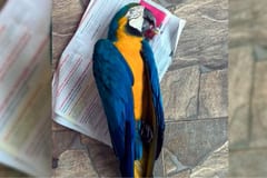 Guacamayo azul muere tras aparente descarga eléctrica