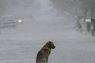 Dejar a tu perro bajo la lluvia podría costarte una multa de hasta G. 58 millones