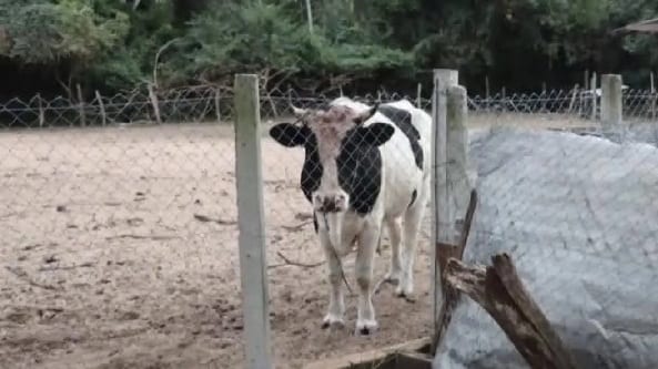 Hallan muerto a un capataz tras sufrir ataque de un toro