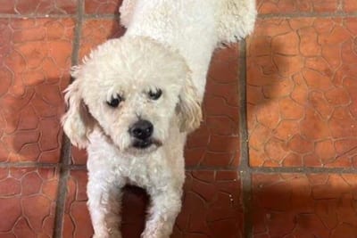 Condenan a tres años de cárcel a hombre que mató a un perro en Itauguá