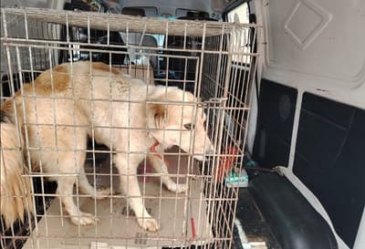 Rescatan a perrito maltratado por adulto mayor en San Lorenzo