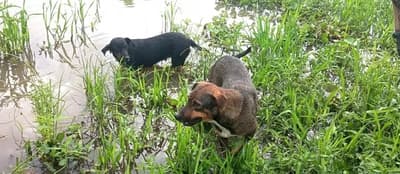 Perros valientes salvan a dos hombres de ataque de Yaguareté