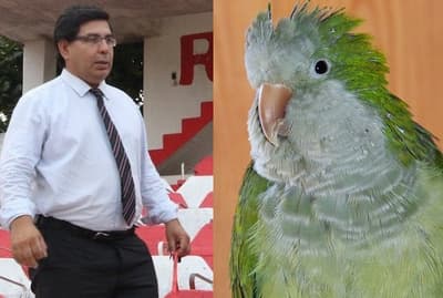 Cotorras sabotean la lumínica de River, según presidente