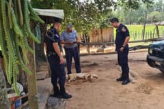 Matan de un disparo a un perro y buscan al autor