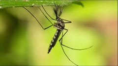 Invasión de mosquitos aumenta tras lluvias y calor