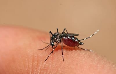 Salud confirma seis nuevos casos de chikungunya