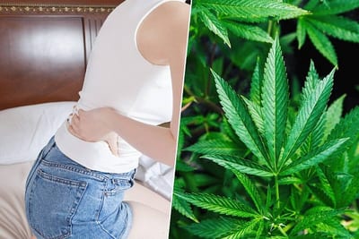 Extracto de cannabis supera al ibuprofeno para dolor lumbar