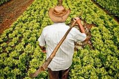 Agricultura familiar: ¿conviene producir para vender o para autoconsumo?