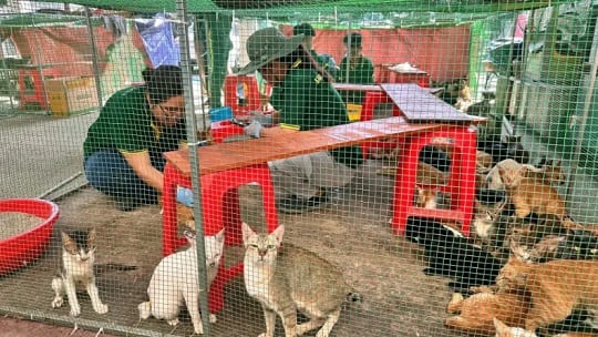 Rescatan casi 400 gatos en Vietnam tras operativo contra tráfico de animales