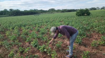 Sequía golpea duramente la producción agrícola en Concepción