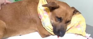 Canela fue sometida a una nueva cirugía tras complicación