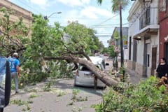 Árbol cae sobre un auto en Asunción y mujer sale ilesa