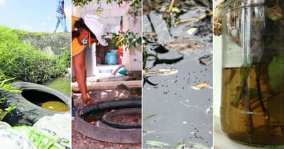 Piden usar repelentes “como desodorante” ante peligro del dengue