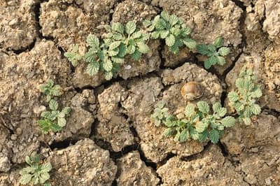 Día contra la Desertificación y Sequía: suelos que se degradan