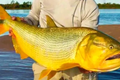 Refuerzan controles para proteger cardumen de dorados