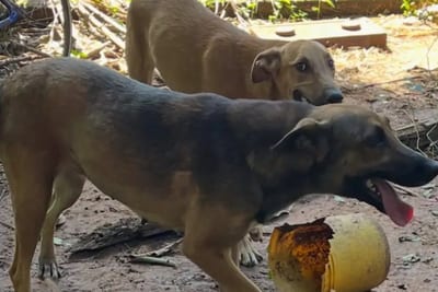 Denunció a su mamá por maltrato animal para vengarse