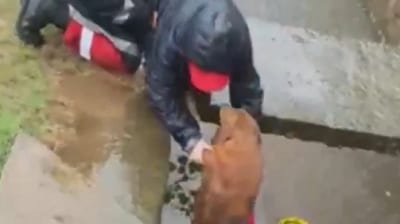 Rescate exitoso de un perro caído en canal de agua en Coronel Oviedo