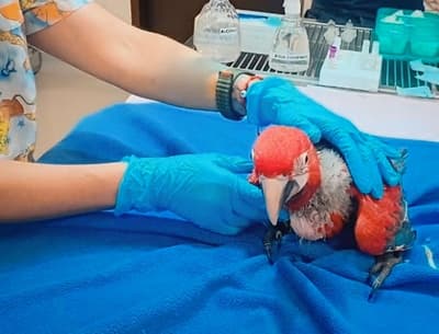 Rescatan guacamayos en peligro de extinción: estaban enjaulados y con signos de maltrato