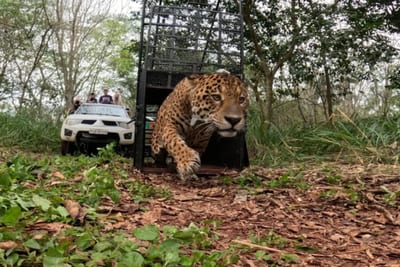 Yaguareté rescatado en Foz volvió a su hábitat natural