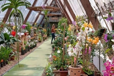 Feria Yvoty Rape llena de flores y colores a Caacupé