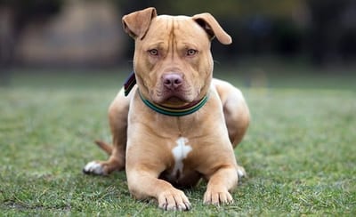 Asociación Pitbull Paraguay apoya regular tenencia de perros