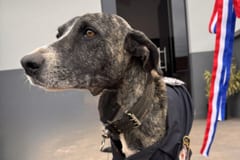 Concepción: Demonio, el perro que se ganó un lugar en la Comisaría 10.ª