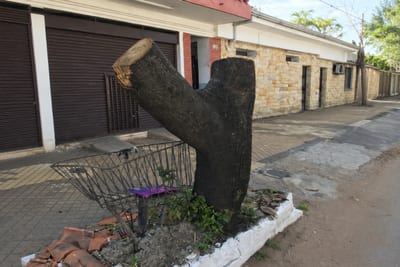 Talar árboles sin permiso en Asunción puede costar G. 316 millones