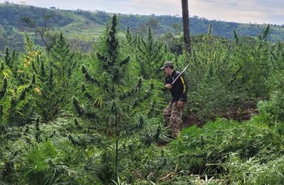 SENAD destruye 656 toneladas de marihuana en Amambay