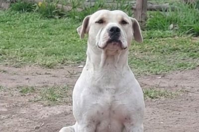 Investigan a asistente fiscal por presuntamente matar a un perro de 11 disparos