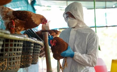 ¡Fin de la alerta! Senacsa levanta emergencia sanitaria por influenza aviar