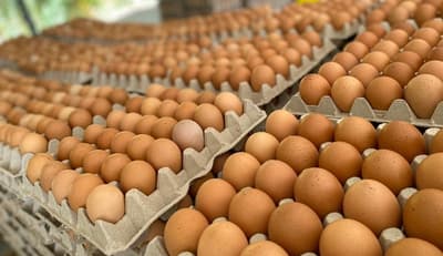 Costo del huevo sufrirá incremento, anuncian productores