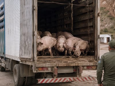 Denuncian ingreso ilegal de cerdos desde Brasil