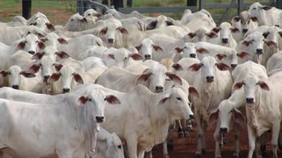 Abigeato masivo en Concepción: 160 vacas desaparecidas