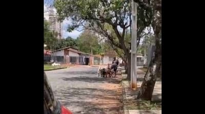 Graban a “paseador” pateando a perro