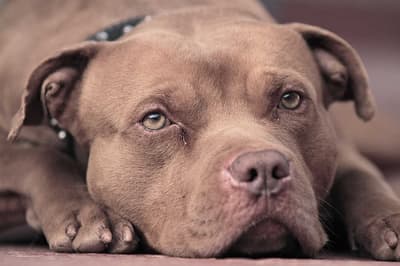 Policía asesina a perro durante operativo