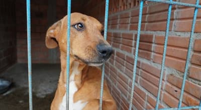 Estado lanza el Registro de Agresores de Animales