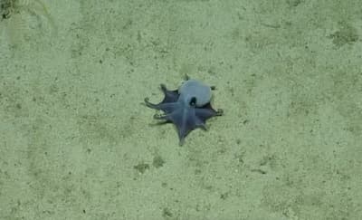 Pulpo azul de Galápagos: descubren nueva especie