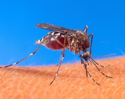 Alerta por DENV-3: riesgo de nueva epidemia