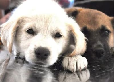 Maltrato animal: habilitan plataforma para denuncias con fotos y videos