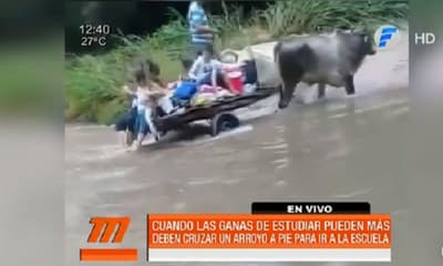 Niños arriesgan sus vidas para llegar a la escuela por falta de puentes